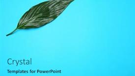  Presentation with tropical - Slide deck having tropical-leaf-on-color-background background and a white colored foreground