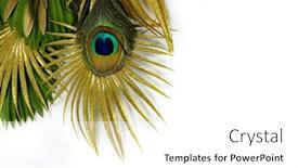  Presentation with peacock feather - Presentation theme enhanced with tropical-leaves-and-peacock-feather background and a white colored foreground