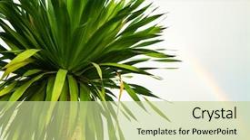  Presentation with rainbow - PPT theme featuring tropical leaves background and rainbow background and a mint green colored foreground