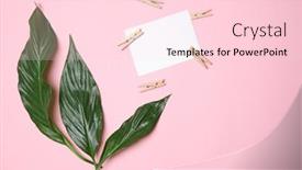  Presentation with leaves flat lay - Beautiful PPT theme featuring tropical-leaves-on-color-background backdrop and a lemonade colored foreground