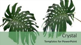  Presentation with tropical leave - Presentation theme featuring tropical leaves on white background background and a seafoam green colored foreground