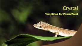  Presentation with tropical forest - 