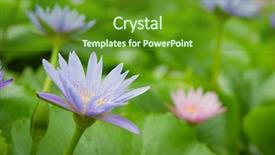  Presentation with tropical flowers - Presentation theme having tropical lotus flowers very shallow depth of field background and a tawny brown colored foreground