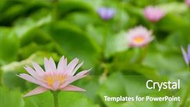  Presentation with tropical flowers - Colorful slide set enhanced with tropical lotus flowers very shallow depth of field backdrop and a tawny brown colored foreground