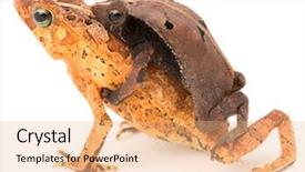  Presentation with ecuador - Cool new PPT theme with tropical mating toads rhinella typhonius a small frog from the amazon rain forest of brazil bolivia peru and ecuador backdrop and a coral colored foreground