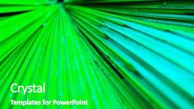  Presentation with palm leaves - Theme enhanced with neon colors background - palm background and a shamrock green colored foreground