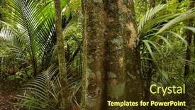  Presentation with tropical forest - Presentation theme featuring tropical-new-zealand-forest background and a tawny brown colored foreground