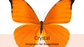  Presentation with orange butterfly - Amazing slides having tropical orange butterfly isolated backdrop and a gold colored foreground