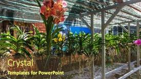  Presentation with greenhouse - Presentation theme featuring tropical-orchid-plants background and a tawny brown colored foreground