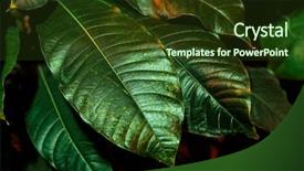  Presentation with green foliage - Slide set having tropical palm green leaves floral background and a tawny brown colored foreground