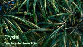  Presentation with green foliage - Presentation consisting of tropical palm green leaves floral background and a tawny brown colored foreground