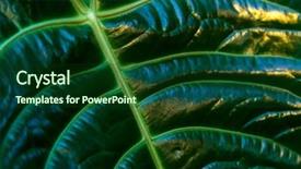  Presentation with green foliage - Beautiful presentation design featuring tropical palm green leaves floral backdrop and a forest green colored foreground