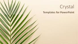  Presentation with palm leaves - Beautiful theme featuring tropical-palm-leaves-on-color backdrop and a cream colored foreground