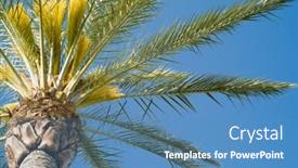  Presentation with palm tree - Slide deck enhanced with tropical-palm-tree-in-front background and a teal colored foreground