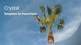  Presentation with palm tree - Beautiful slide deck featuring tropical-palm-tree-in-front backdrop and a teal colored foreground