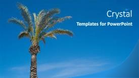  Presentation with palm tree - Colorful slide set enhanced with tropical-palm-tree-in-front backdrop and a ocean colored foreground