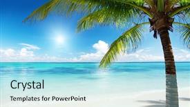  Presentation with beach palm tree wedding - PPT layouts consisting of cute three colored kitten resting on the tree branch background and a gray colored foreground