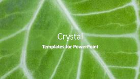  Presentation with tropical leave - Presentation theme consisting of tropical-plant-anthurium-crystallinum-leave background and a seafoam green colored foreground