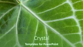  Presentation with tropical leave - PPT theme consisting of tropical-plant-anthurium-crystallinum-leave background and a tawny brown colored foreground
