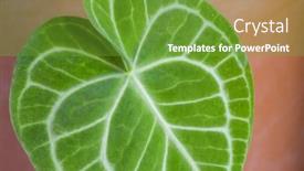  Presentation with tropical leave - Slide deck having tropical-plant-anthurium-crystallinum-leave background and a tawny brown colored foreground