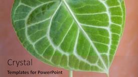  Presentation with tropical leave - Presentation theme with tropical-plant-anthurium-crystallinum-leave background and a coral colored foreground