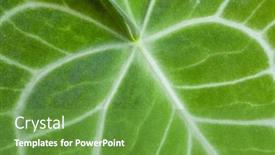  Presentation with tropical leave - Presentation theme featuring tropical-plant-anthurium-crystallinum-leave background and a tawny brown colored foreground