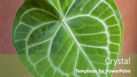  Presentation with tropical leave - Theme with tropical-plant-anthurium-crystallinum-leave background and a tawny brown colored foreground