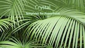  Presentation with tropical rainforest - Beautiful presentation design featuring tropical plant fronts in daintree rainforest australia backdrop and a tawny brown colored foreground
