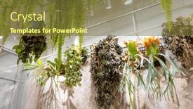 Presentation with hang - Slide deck consisting of tropical-plant-hang-up-over background and a tawny brown colored foreground
