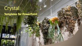  Presentation with hang - Slide set with tropical-plant-hang-up-over background and a tawny brown colored foreground