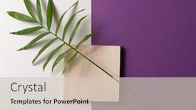  Presentation with minimal - Presentation theme with tropical-plant-leaf-and-square background and a soft green colored foreground