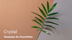  Presentation with minimal - Colorful PPT theme enhanced with tropical-plant-leaf-on-brown backdrop and a coral colored foreground