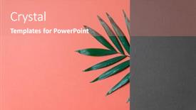  Presentation with minimal - Presentation theme enhanced with tropical-plant-leaf-on-coral background and a coral colored foreground