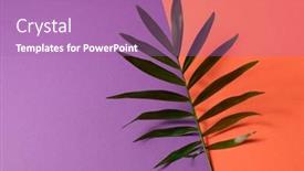  Presentation with orange plant - Presentation theme with tropical-plant-leaf-on-orange background and a coral colored foreground