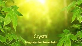  Presentation with green leaves - Amazing slide deck having tropical plant mock up template backdrop and a tawny brown colored foreground