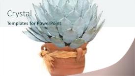  Presentation with pot succulent - Presentation with tropical-plant-succulent-agava-potatorum background and a lemonade colored foreground