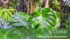  Presentation with green leaf - Slide deck consisting of tropical-plants-background-of-green background and a tawny brown colored foreground