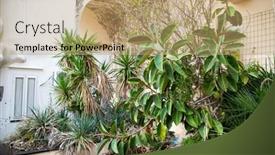  Presentation with plants growing - PPT layouts enhanced with tropical-plants-growing-in-abandoned background and a  colored foreground