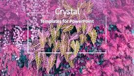  Presentation with plants - Slide deck consisting of tropical plants wall with white background and a  colored foreground