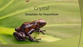  Presentation with tropical rainforest - Audience pleasing PPT theme consisting of tropical-poison-dart-frog backdrop and a yellow colored foreground
