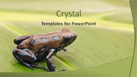 Presentation with tropical rainforest - Cool new slide deck with tropical-poison-dart-frog backdrop and a blonde colored foreground