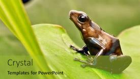  Presentation with tropical rainforest - Presentation design consisting of tropical-poison-dart-frog background and a yellow colored foreground