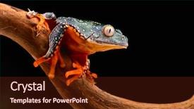  Presentation with tropical rainforest - Theme featuring tropical rain forest amphibian background and a tawny brown colored foreground