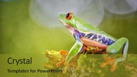  Presentation with costa rica - PPT theme enhanced with tropical rain forest animal exotic background and a gold colored foreground