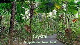  Presentation with tourism australia - Theme enhanced with tropical rain forest cape tribulation background and a tawny brown colored foreground