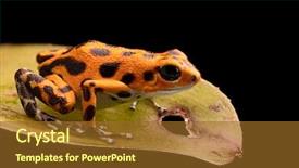  Presentation with poison - PPT theme having tropical rain forest of panama background and a tawny brown colored foreground