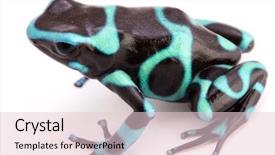  Presentation with poison - Cool new presentation with tropical rain forest of panama backdrop and a lemonade colored foreground