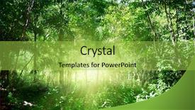  Presentation with jungle - Theme with sunlight in jungle of dominican background and a yellow colored foreground