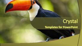  Presentation with brazil - Colorful slide deck enhanced with avian - toucan on the branch bird backdrop and a tawny brown colored foreground