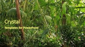  Presentation with tropical rainforest - Theme consisting of tropical rainforest jungle background and a tawny brown colored foreground